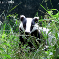 Badger (Meles meles) Laura Noble